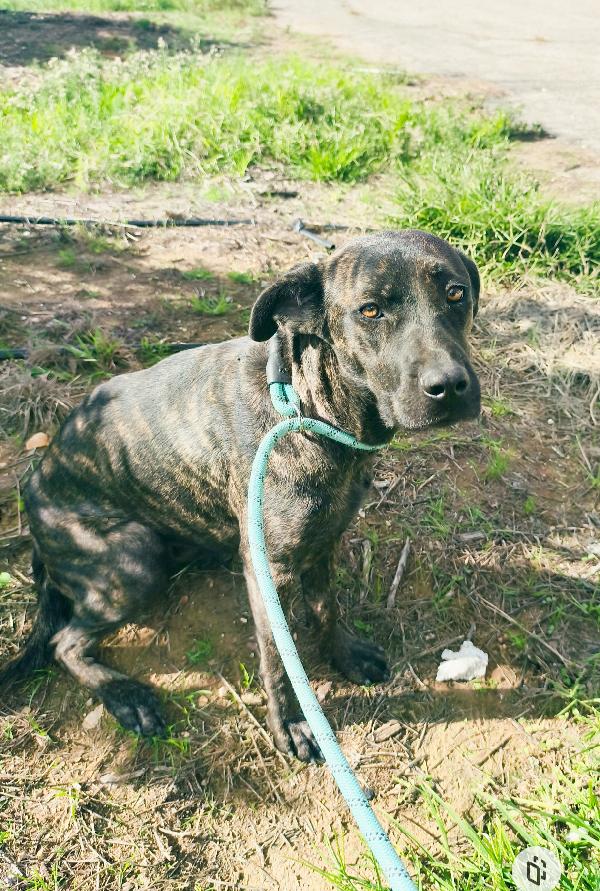 Gaia cagnolina tigrata in adozione cerca casa Foto 5