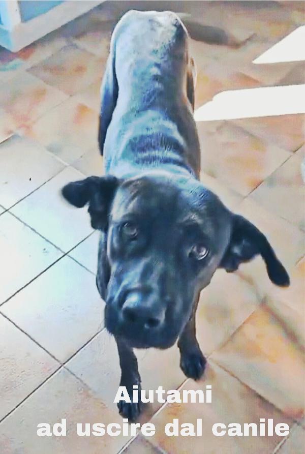 Gaia cagnolina tigrata in adozione cerca casa Foto 7