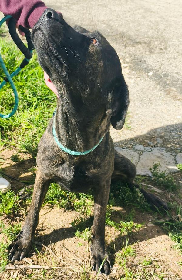 Gaia cagnolina tigrata in adozione cerca casa Foto 8