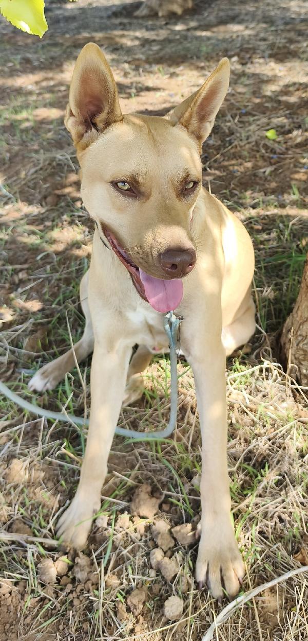 Marley un bellissimo cucciolone non riesce ancora a trovare casa  Foto 3