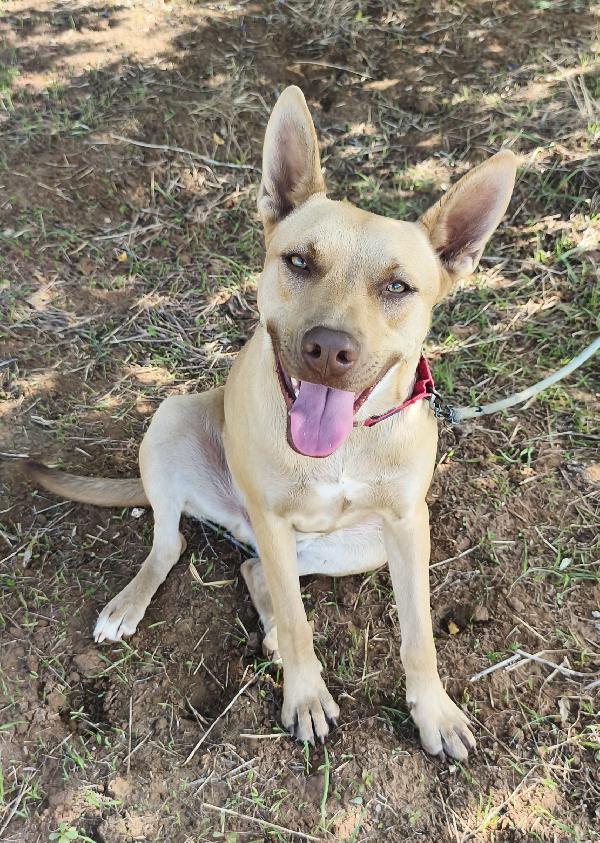 Marley un bellissimo cucciolone non riesce ancora a trovare casa  Foto 6