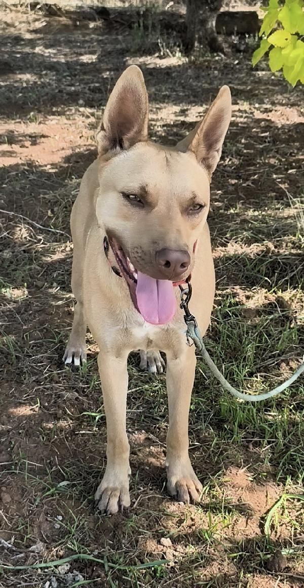 Marley un bellissimo cucciolone non riesce ancora a trovare casa  Foto 8