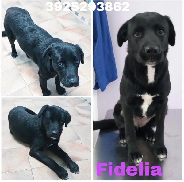La Cagnolina Fidelia,La Dolcezza In Adozione 