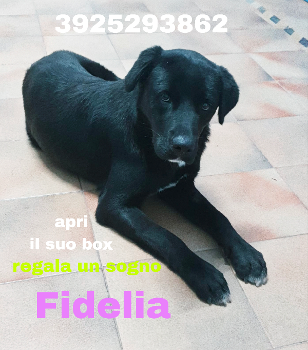 La cagnolina Fidelia,la dolcezza in adozione  Foto 2