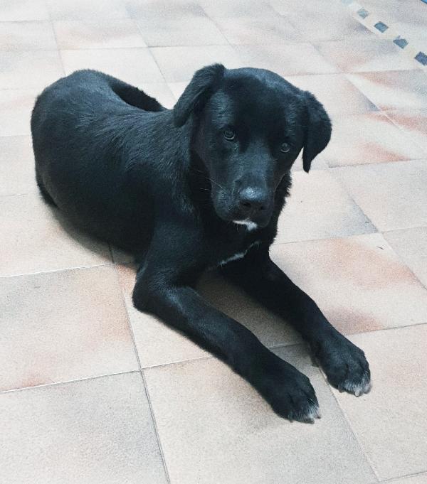 La cagnolina Fidelia,la dolcezza in adozione  Foto 3