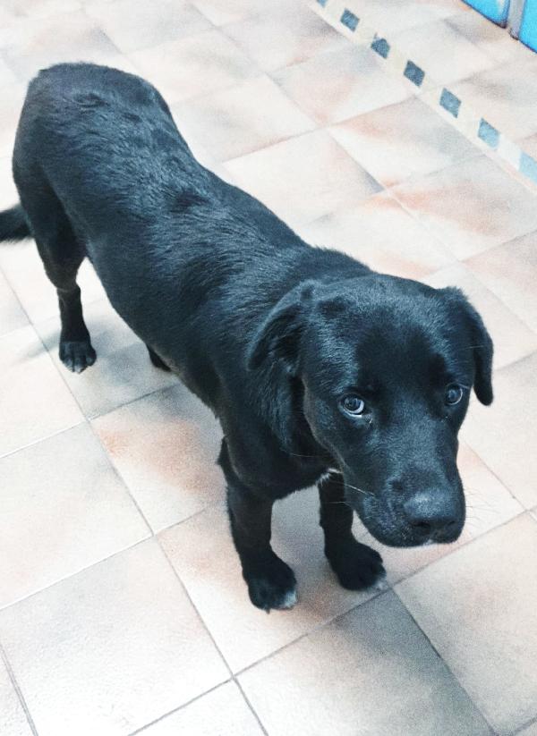 La cagnolina Fidelia,la dolcezza in adozione  Foto 4