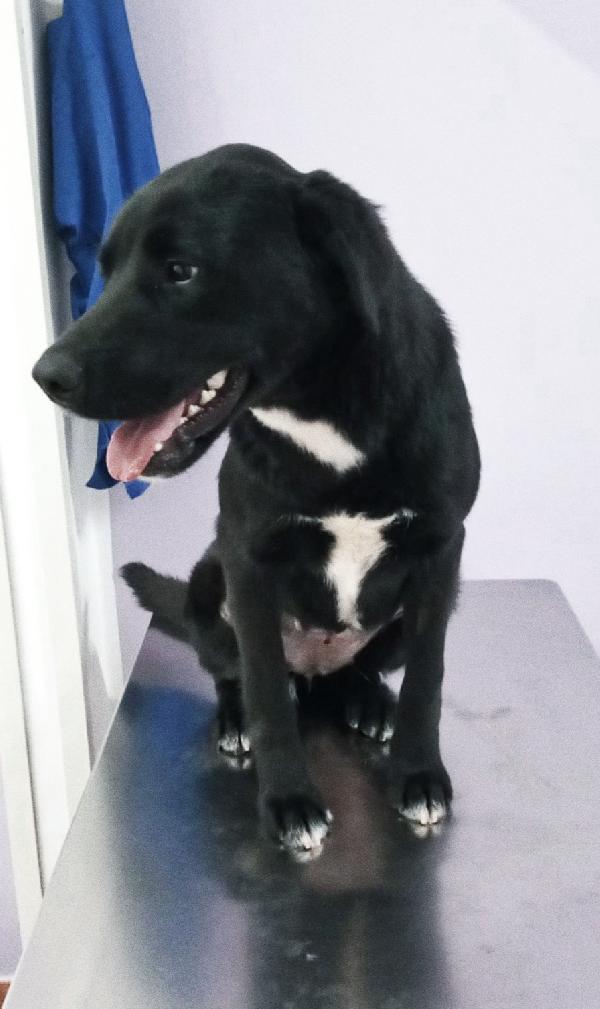 La cagnolina Fidelia,la dolcezza in adozione  Foto 5