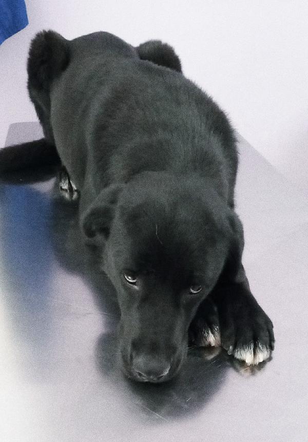 La cagnolina Fidelia,la dolcezza in adozione  Foto 6