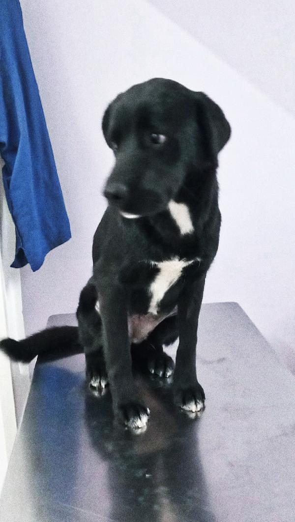 La cagnolina Fidelia,la dolcezza in adozione  Foto 7