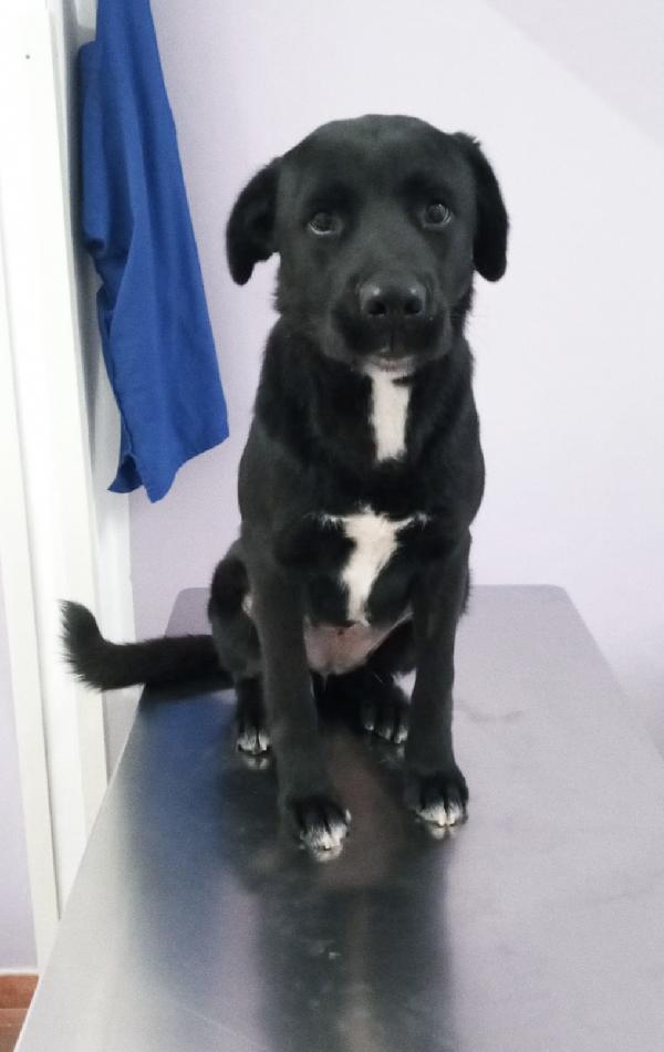 La cagnolina Fidelia,la dolcezza in adozione  Foto 8