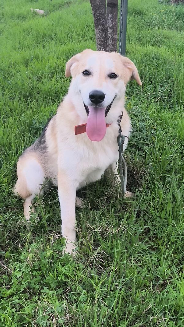 Jago un bellissimo cucciolone che non riesce a trovare casa Foto 3