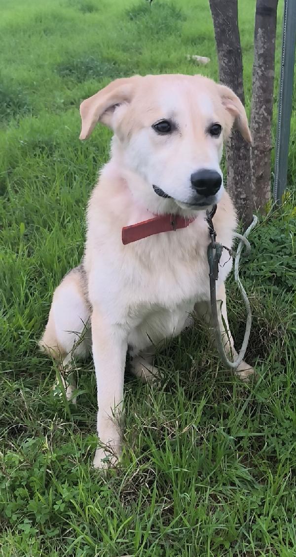 Jago un bellissimo cucciolone che non riesce a trovare casa Foto 5