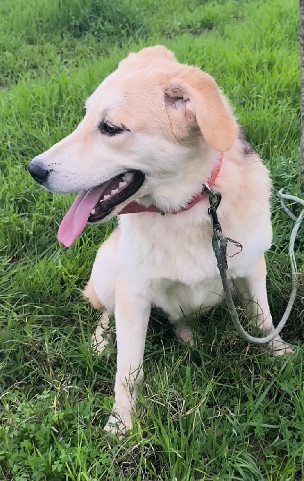 Jago un bellissimo cucciolone che non riesce a trovare casa Foto 8