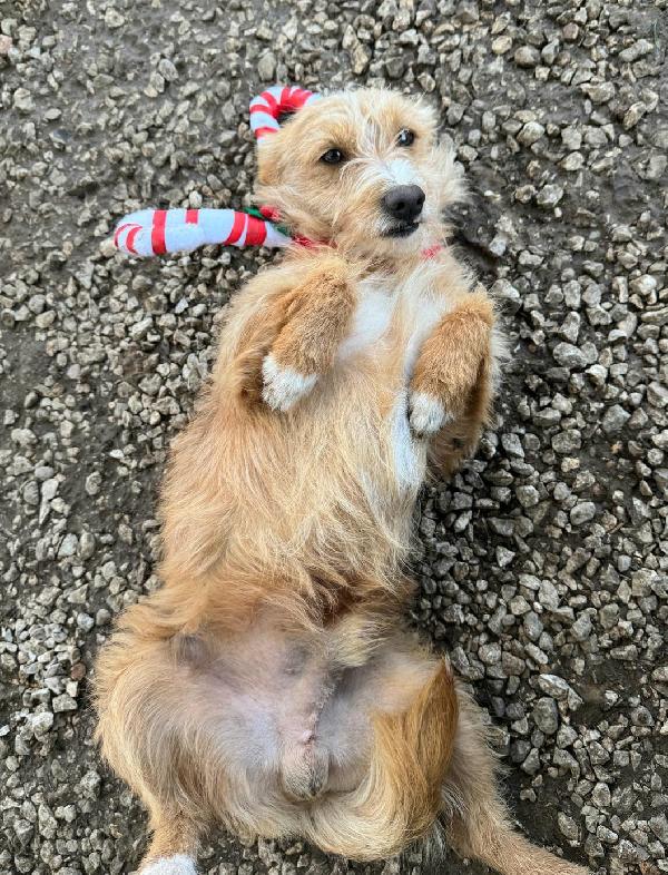 Einstein 2 Anni Taglia Piccola 