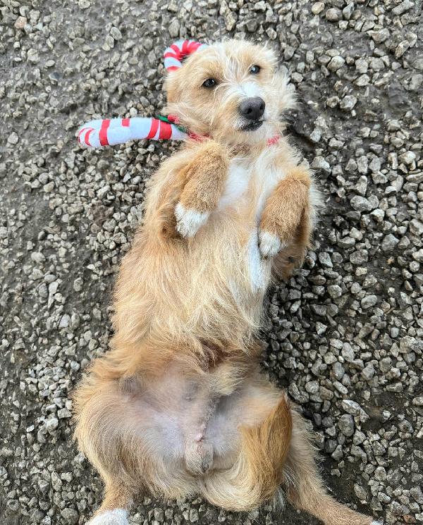 Einstein 2 anni Taglia piccola  Foto 2