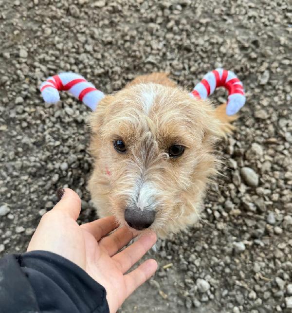 Einstein 2 anni Taglia piccola  Foto 3