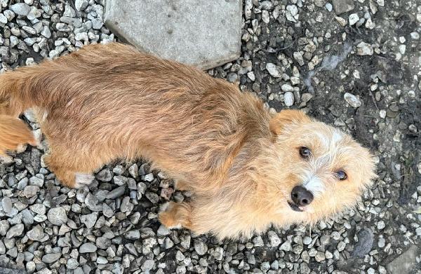 Einstein 2 anni Taglia piccola  Foto 6