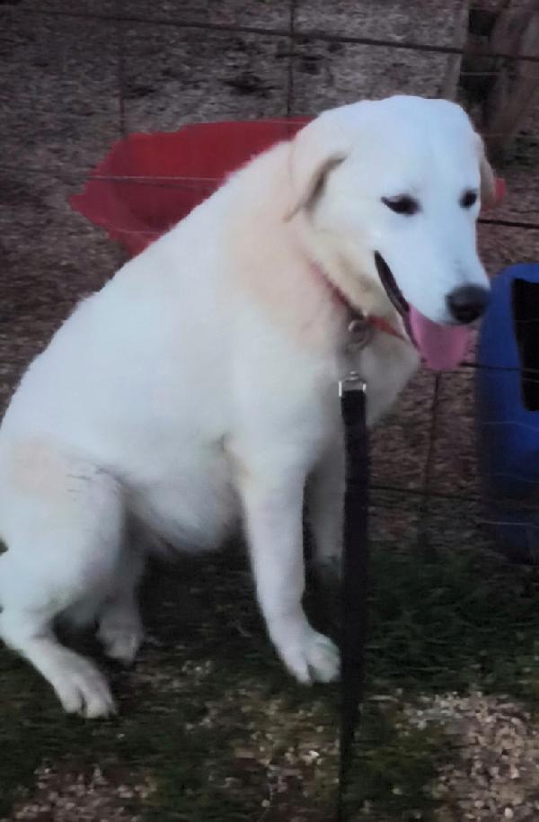 Zack un cucciolone bellissimo non riesce a trovare casa  Foto 2