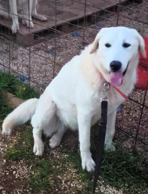 Zack un cucciolone bellissimo non riesce a trovare casa  Foto 3