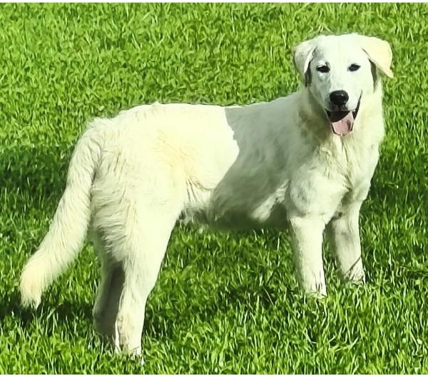 Zack un cucciolone bellissimo non riesce a trovare casa  Foto 4