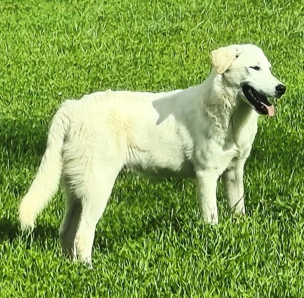 Zack un cucciolone bellissimo non riesce a trovare casa  Foto 5