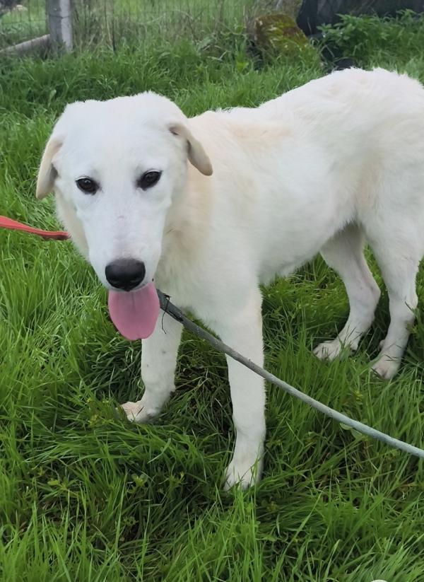 Zack un cucciolone bellissimo non riesce a trovare casa  Foto 6