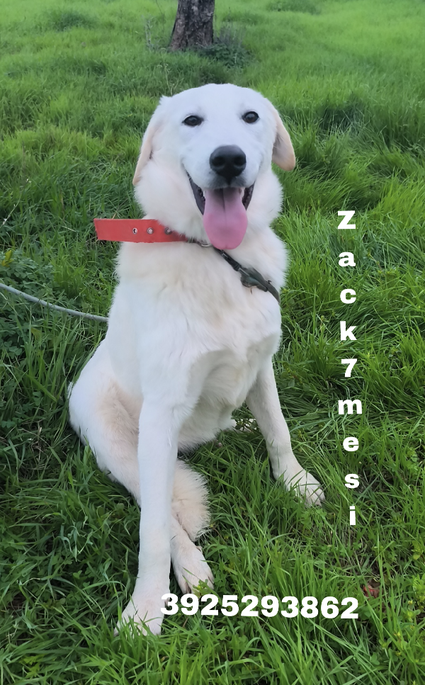 Zack un cucciolone bellissimo non riesce a trovare casa  Foto 7