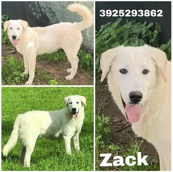 Zack un cucciolone bellissimo non riesce a trovare casa  Foto 8