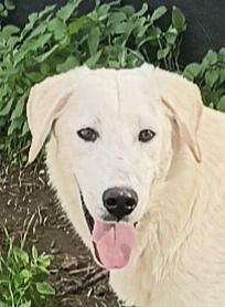 Zack un cucciolone bellissimo non riesce a trovare casa  Foto 9