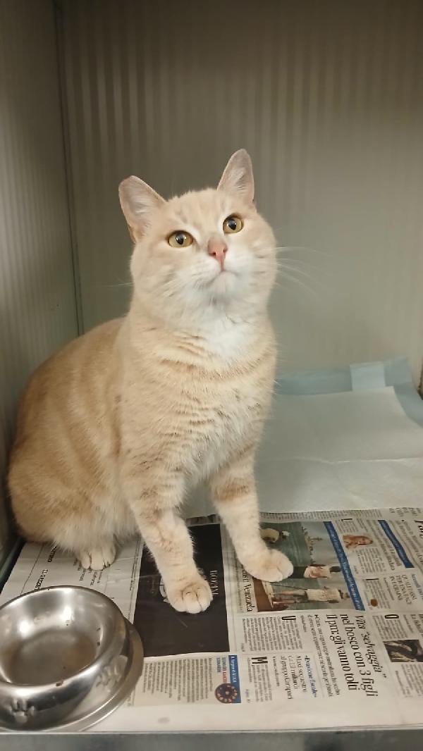 Sweet: Micio Di 3 Anni Cerca Una Famiglia Per La Vita