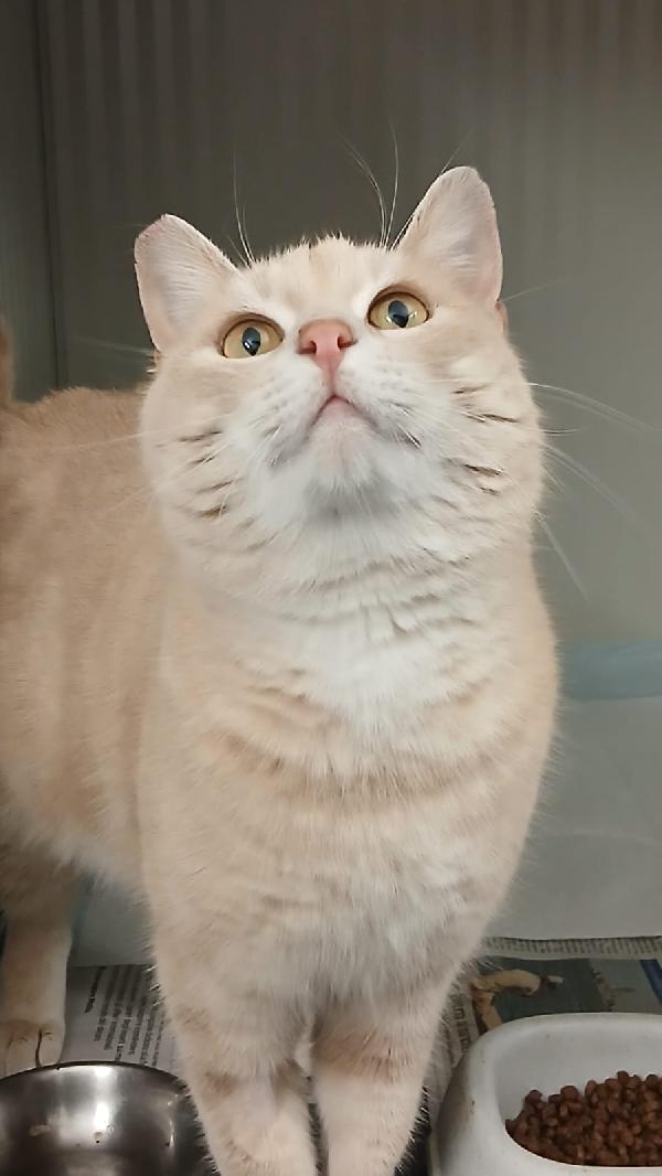 SWEET: MICIO DI 3 ANNI CERCA UNA FAMIGLIA PER LA VITA Foto 2