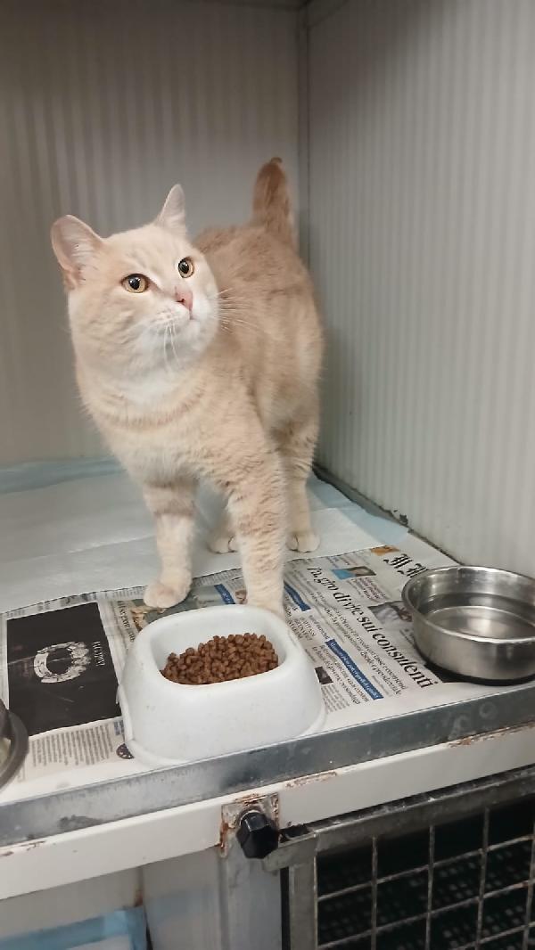 SWEET: MICIO DI 3 ANNI CERCA UNA FAMIGLIA PER LA VITA Foto 3