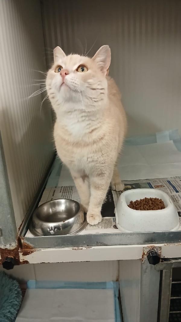 SWEET: MICIO DI 3 ANNI CERCA UNA FAMIGLIA PER LA VITA Foto 4