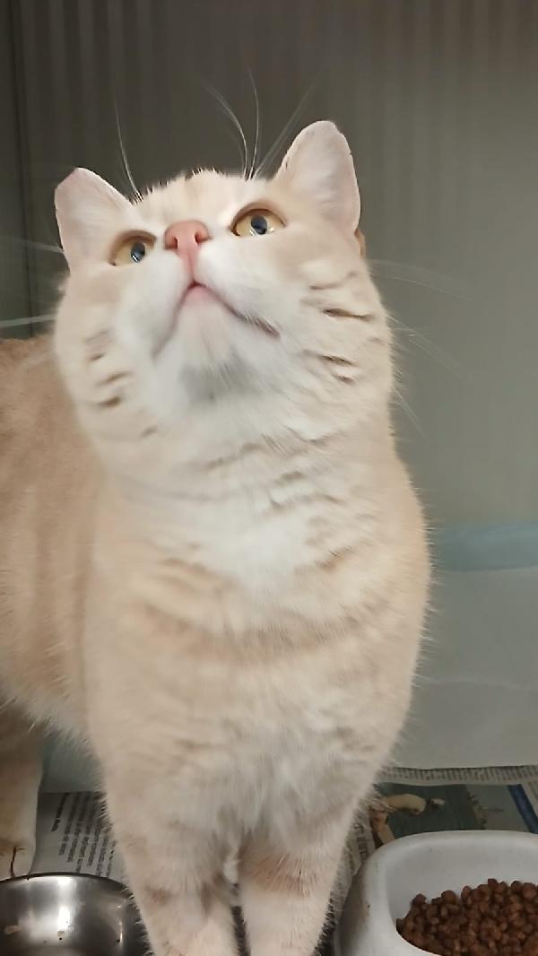 SWEET: MICIO DI 3 ANNI CERCA UNA FAMIGLIA PER LA VITA Foto 5