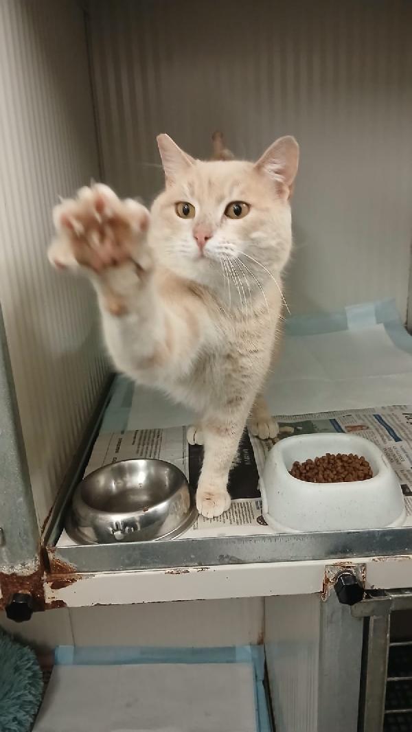 SWEET: MICIO DI 3 ANNI CERCA UNA FAMIGLIA PER LA VITA Foto 6