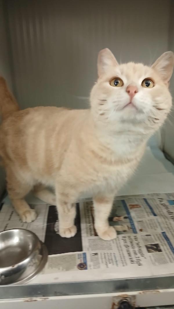 SWEET: MICIO DI 3 ANNI CERCA UNA FAMIGLIA PER LA VITA Foto 7