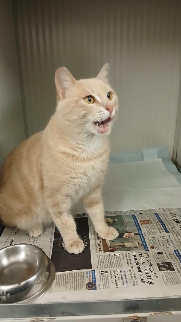 SWEET: MICIO DI 3 ANNI CERCA UNA FAMIGLIA PER LA VITA Foto 8