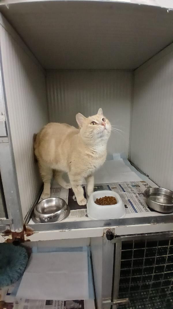 SWEET: MICIO DI 3 ANNI CERCA UNA FAMIGLIA PER LA VITA Foto 9