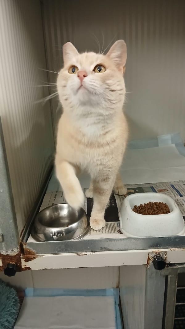 SWEET: MICIO DI 3 ANNI CERCA UNA FAMIGLIA PER LA VITA Foto 10