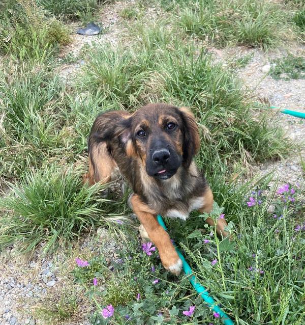 Aron Mix Setter Quasi 2Anni Rimasto Solo In Box.sud