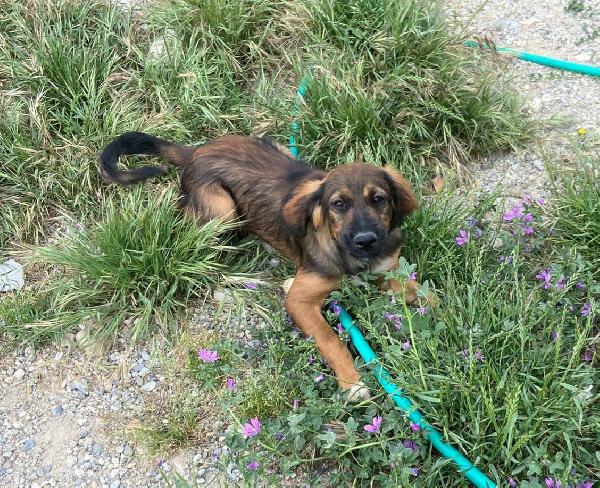 Aron mix Setter quasi 2anni rimasto solo in box.SUD Foto 2