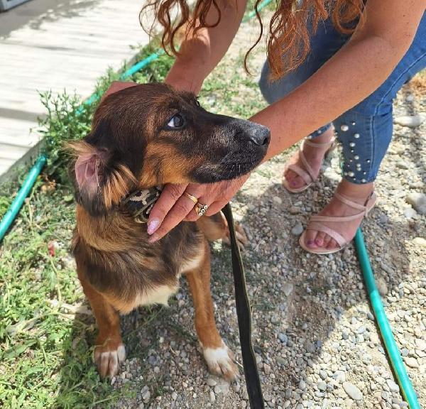 Aron mix Setter quasi 2anni rimasto solo in box.SUD Foto 3