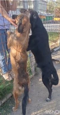 Aron mix Setter quasi 2anni rimasto solo in box.SUD Foto 4