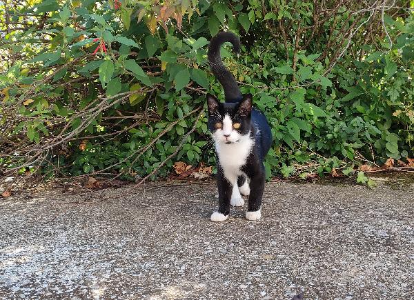 Odino - Gattino Di 7 Mesi