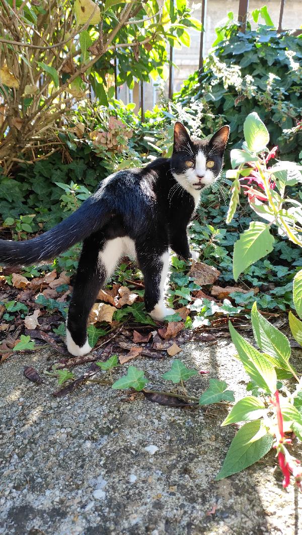 ODINO - gattino di 7 mesi Foto 2