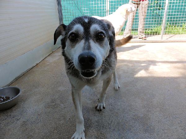 Meg lupetta gentile Foto 2