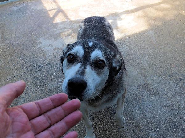 Meg lupetta gentile Foto 3