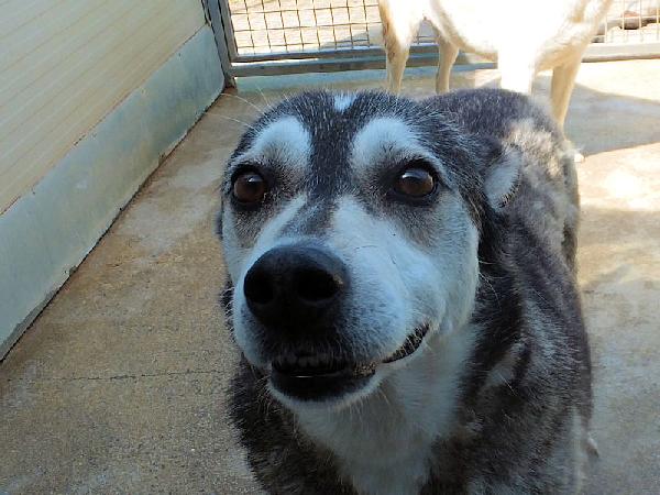 Meg lupetta gentile Foto 4