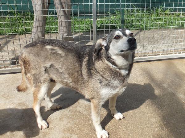 Meg lupetta gentile Foto 6