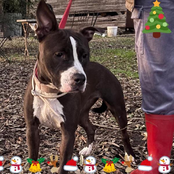 Camilla Dolce Cucciola Amstaff 8 Mesi Cerca Adozione
